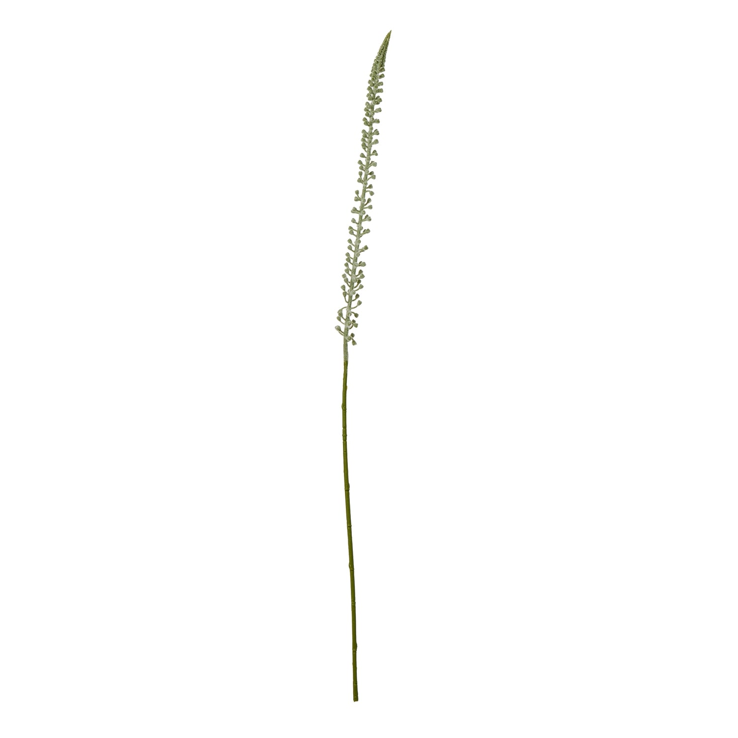 Eremurus Stem_5831