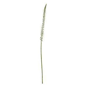 Eremurus Stem_5831