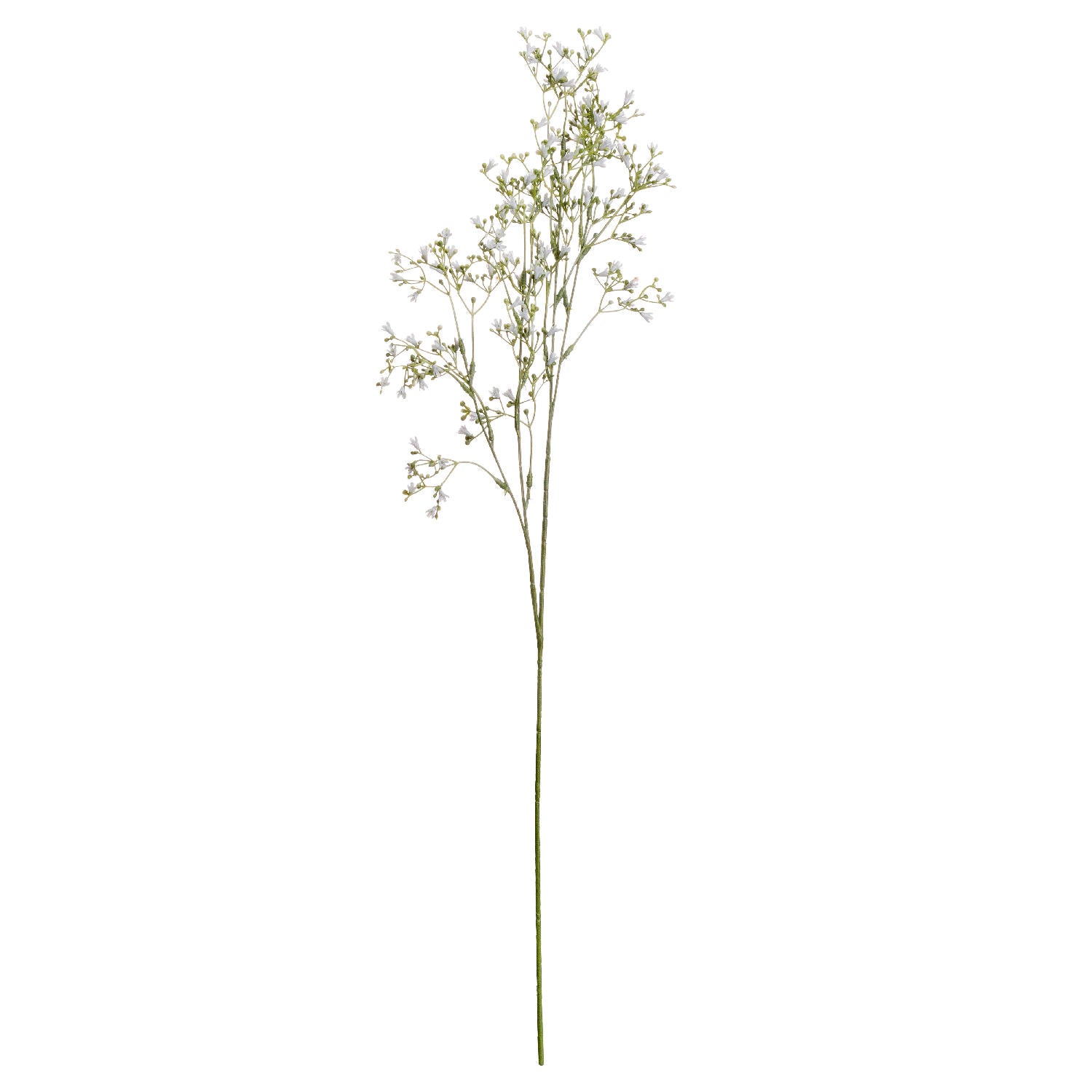 White Gypsophila Spray_5855