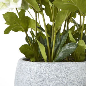 White Hellebore Plant In Grey Pot_5861