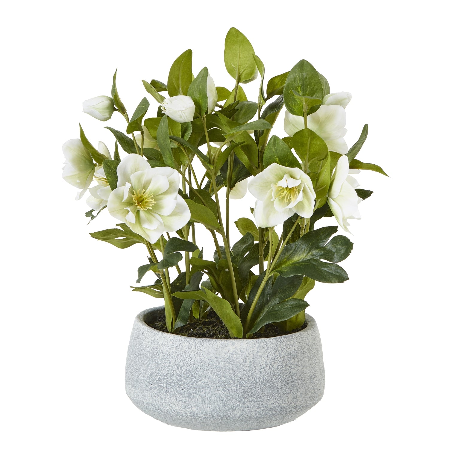 White Hellebore Plant In Grey Pot_5858