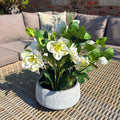 White Hellebore Plant In Grey Pot_5859