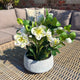 White Hellebore Plant In Grey Pot_5859