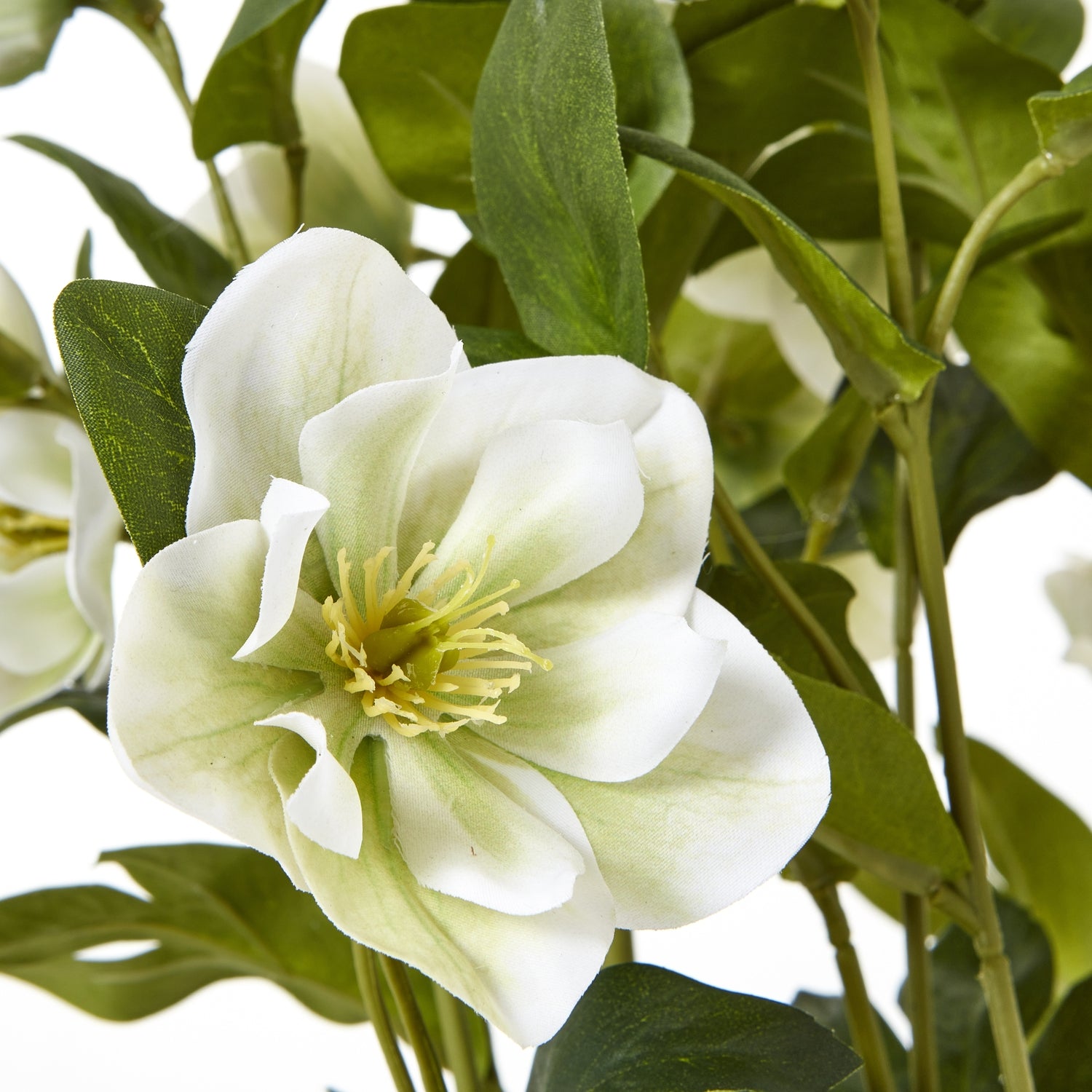 White Hellebore Plant In Grey Pot_5862