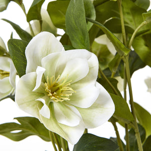 White Hellebore Plant In Grey Pot_5862