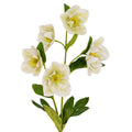 White Hellebore Stem_5863