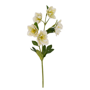 White Hellebore Stem_5864