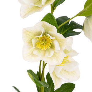 White Hellebore Stem_5865