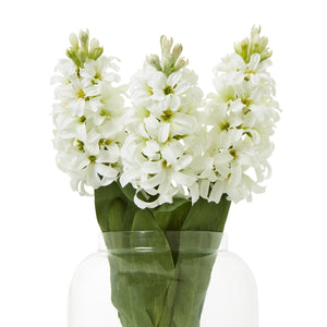 White Hyacinth Stem [cid:23876-b]