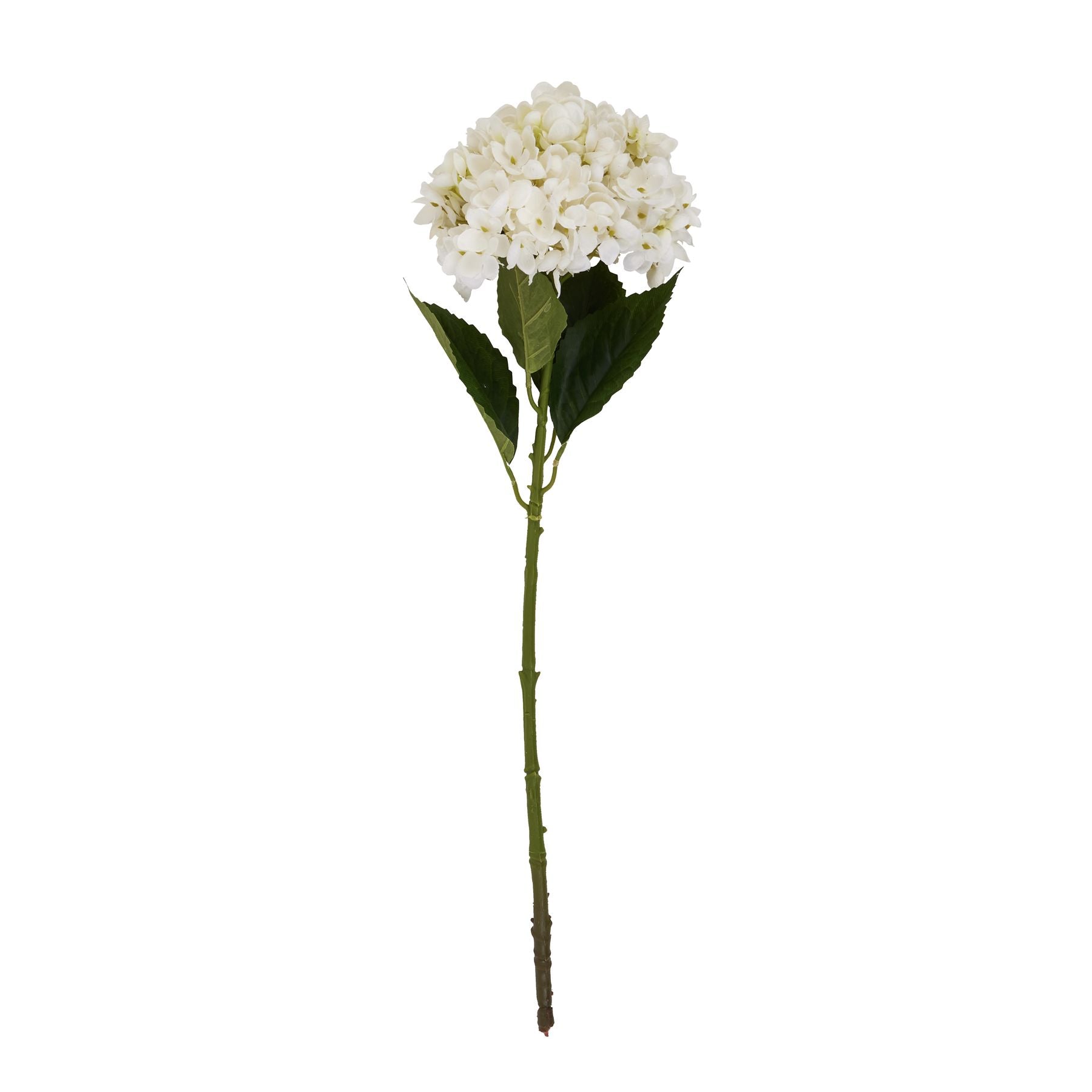 White Hydrangea Stem_5884