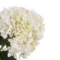 White Hydrangea Stem_5883