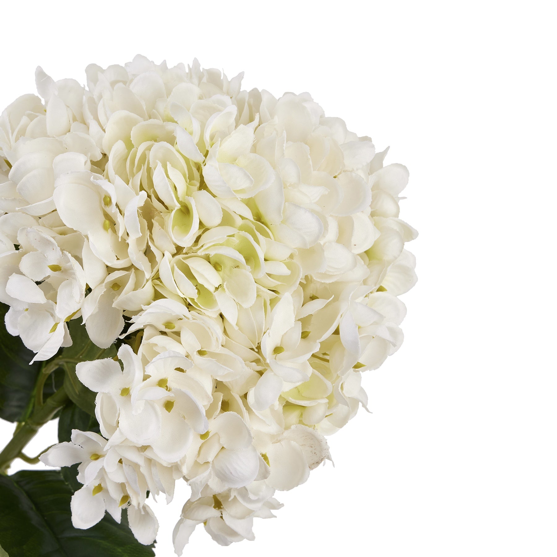 White Hydrangea Stem_5883