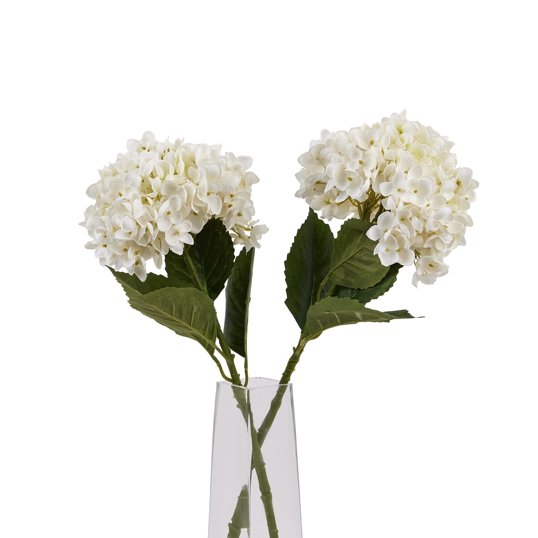White Hydrangea Stem_5885