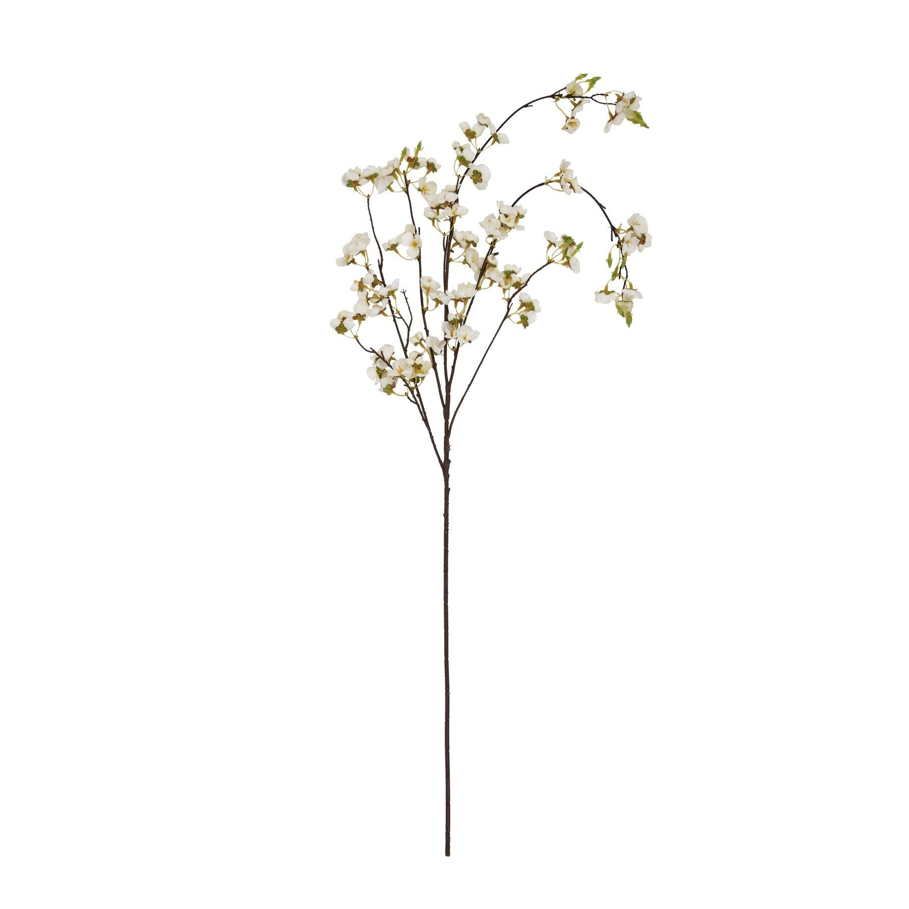 White Japanese Blossom_5889