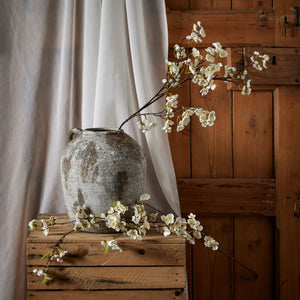 White Japanese Blossom_5888