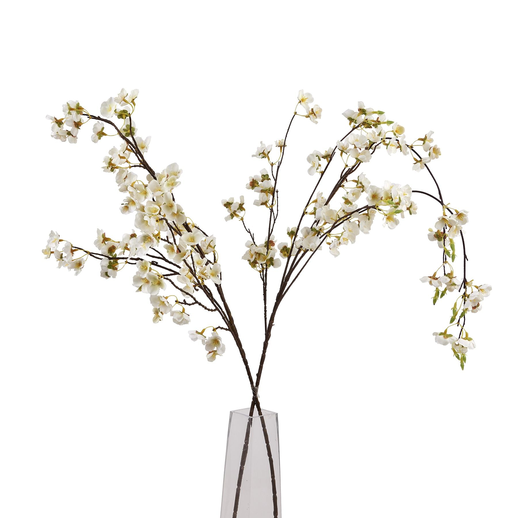 White Japanese Blossom_5890