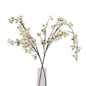 White Japanese Blossom_5890