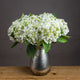 White Lace Cap Hydrangea_5891