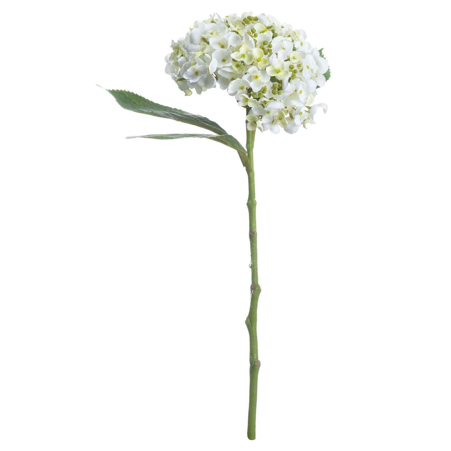 White Lace Cap Hydrangea_5893
