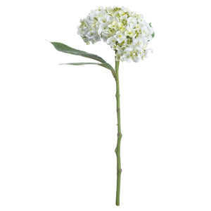 White Lace Cap Hydrangea_5893