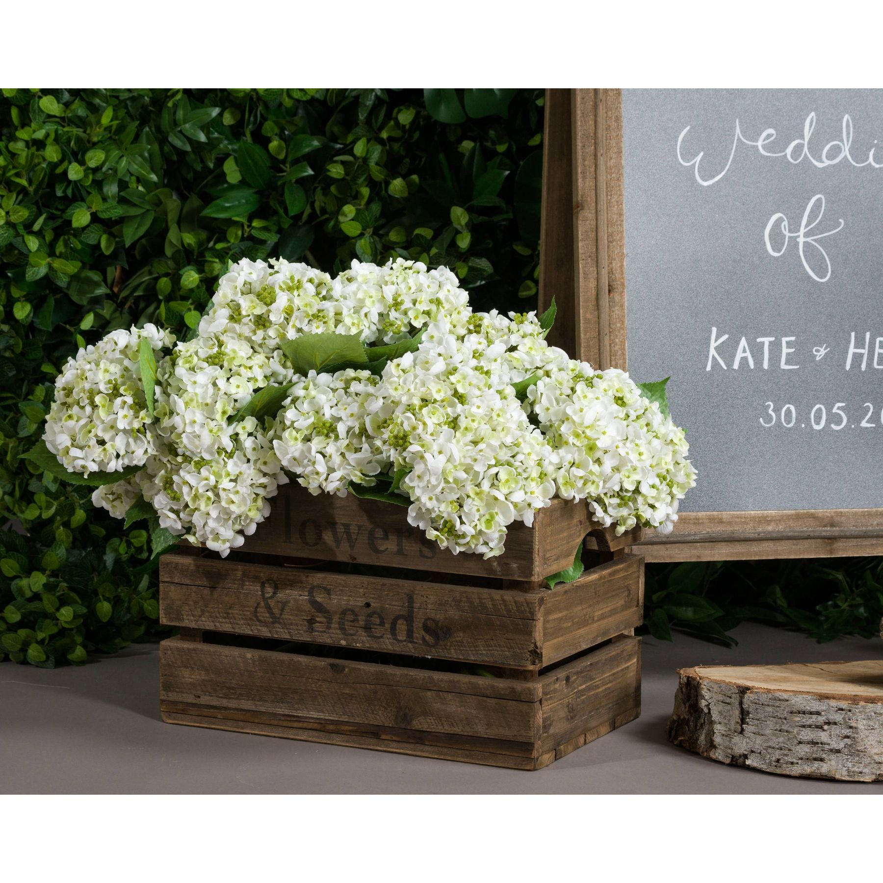 White Lace Cap Hydrangea_5894