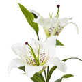 White Madonna Lily Spray [cid:23846-a]