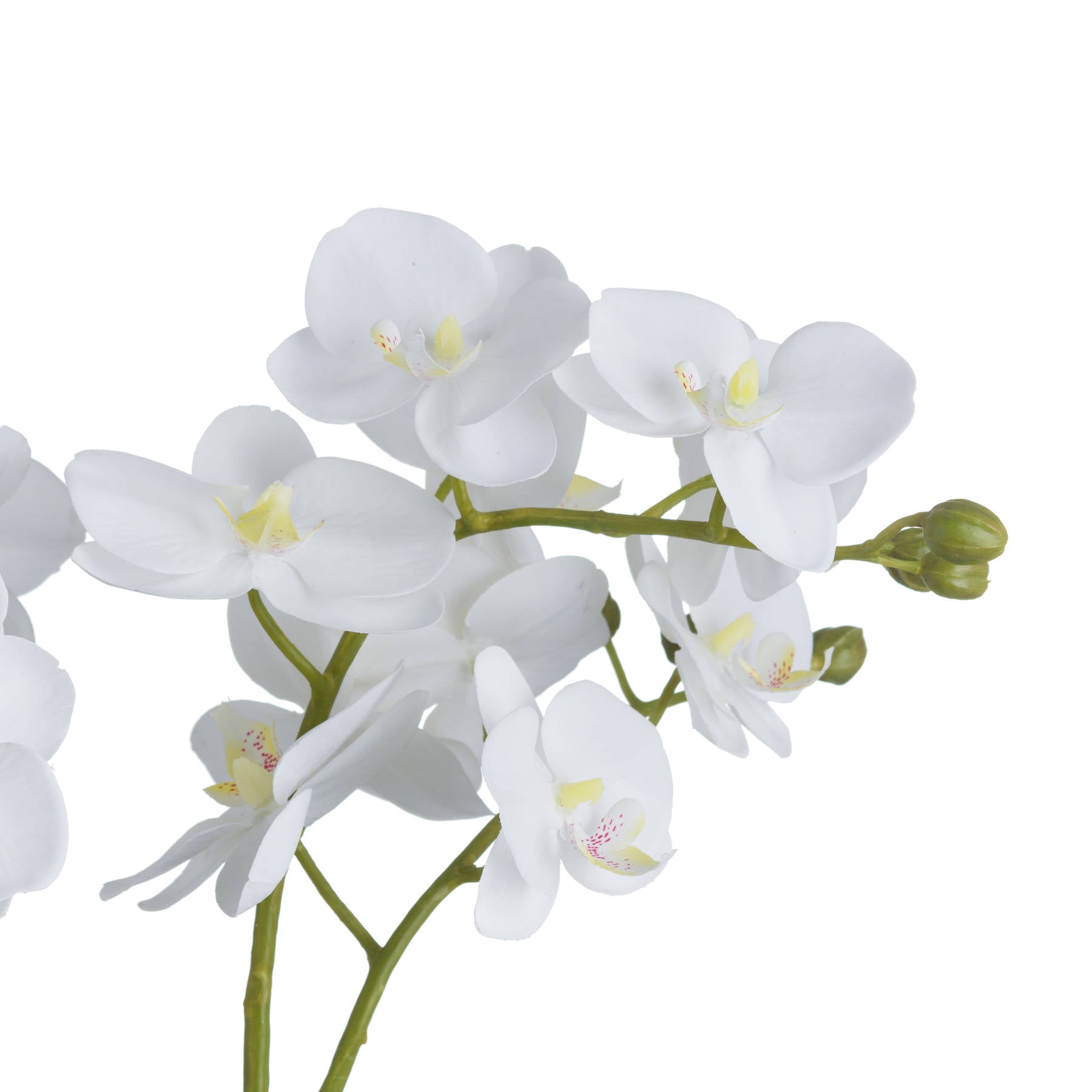 White Orchid In Glass Pot_5916