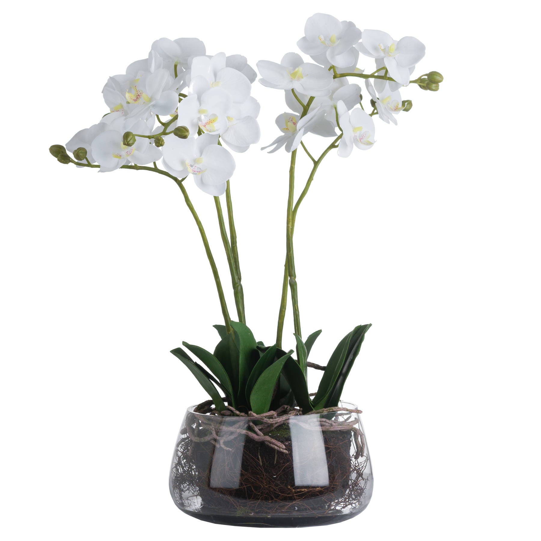 White Orchid In Glass Pot_5915