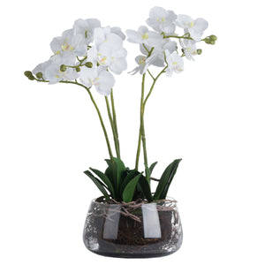White Orchid In Glass Pot_5915