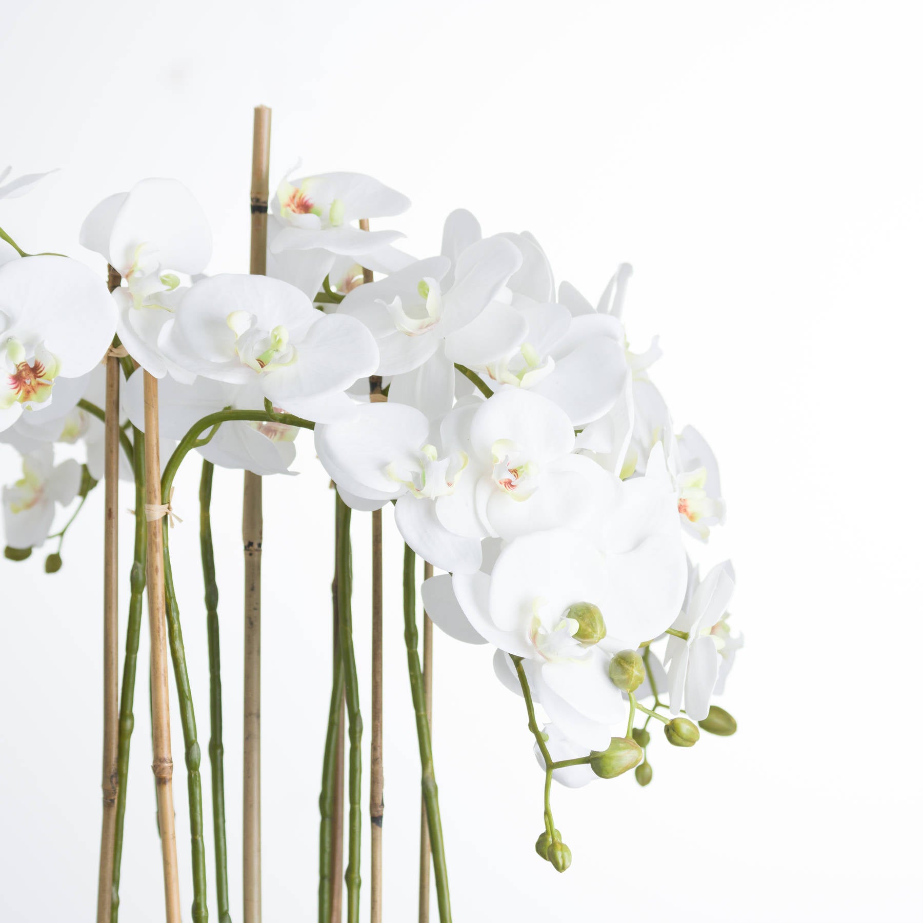 White Orchid In Glass Pot_5154