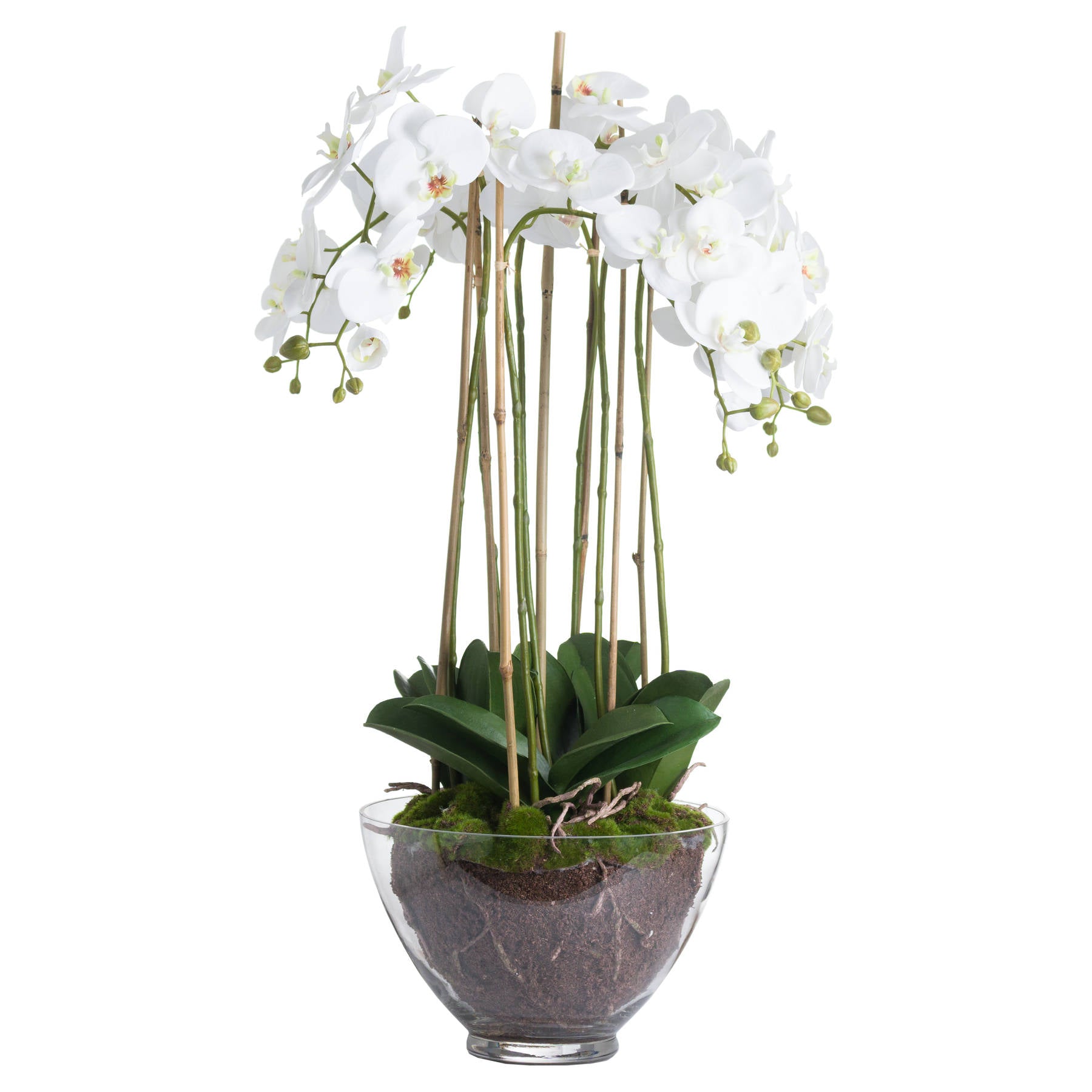 White Orchid In Glass Pot_5153