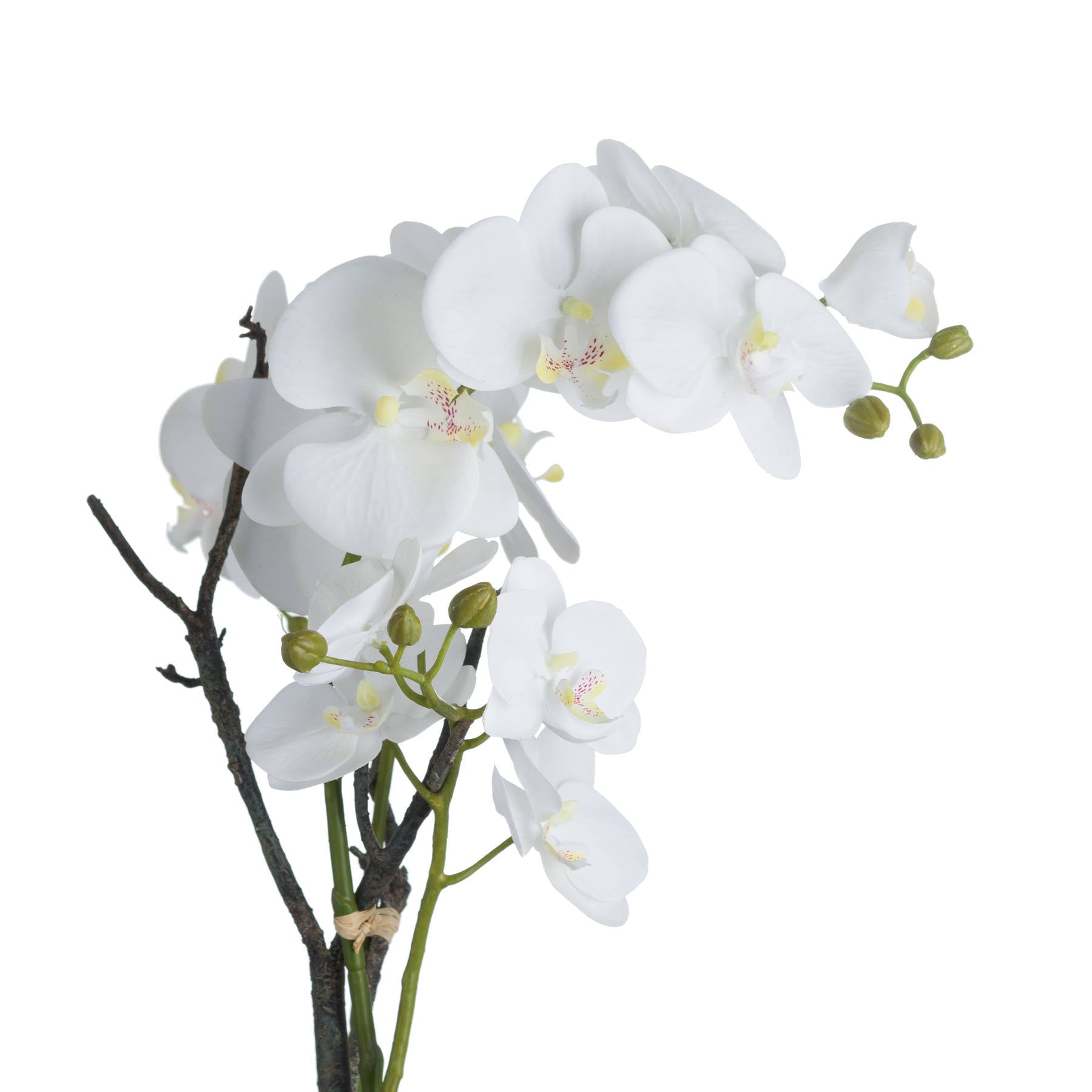 White Orchid In Stone Pot [cid:19956-b]