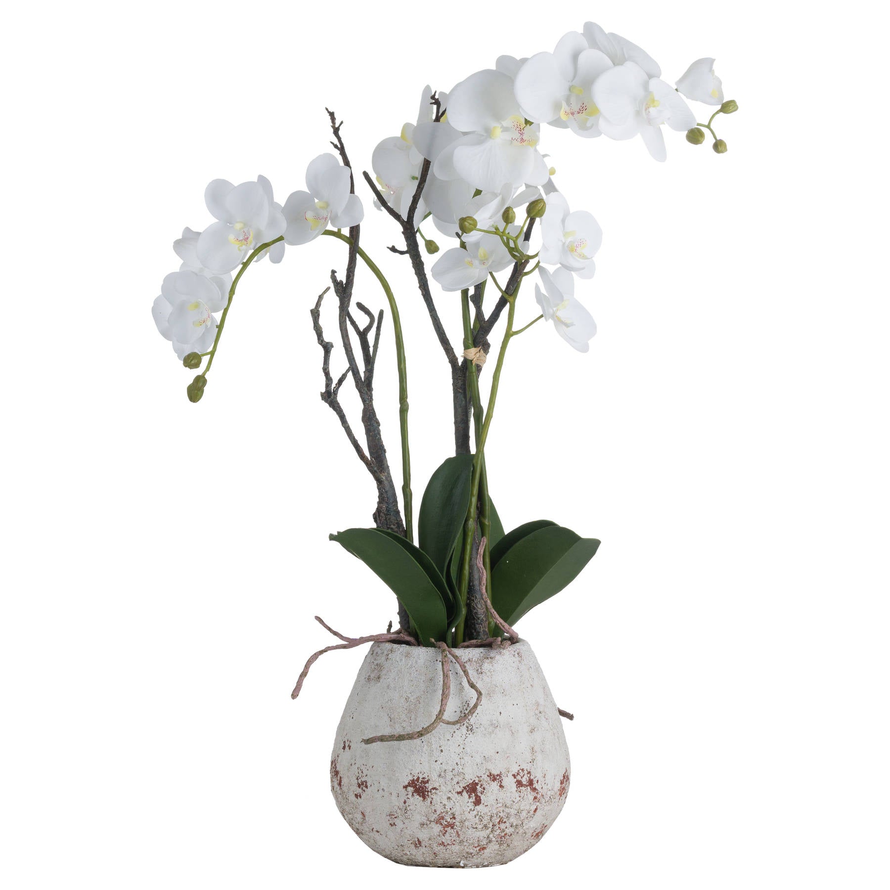 White Orchid In Stone Pot [cid:19956-a]
