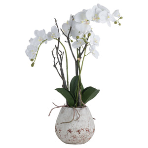 White Orchid In Stone Pot [cid:19956-a]