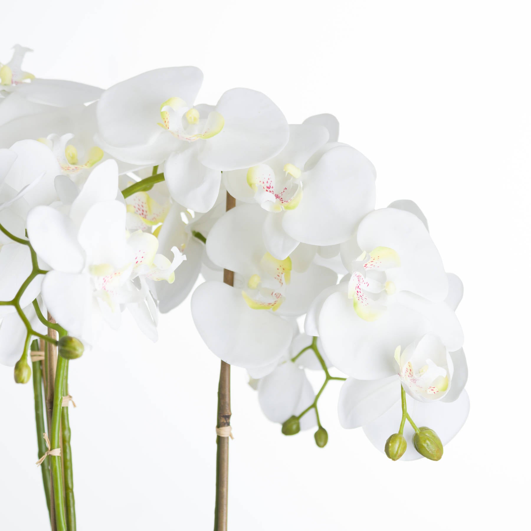 Large White Orchid In Stone Pot [cid:19960-b]