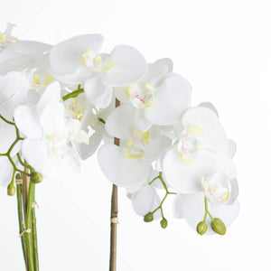 Large White Orchid In Stone Pot [cid:19960-b]