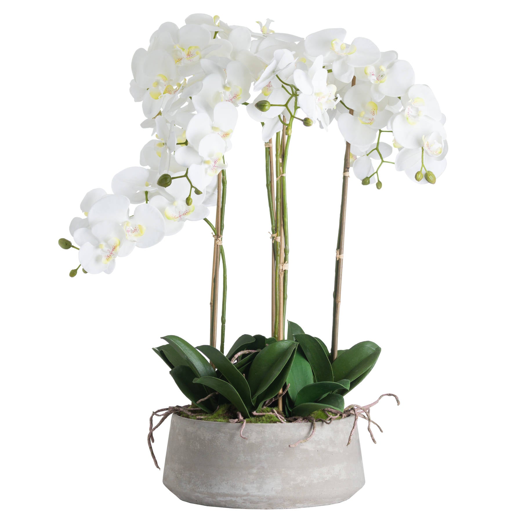 Large White Orchid In Stone Pot [cid:19960-a]
