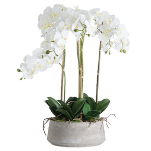 Large White Orchid In Stone Pot [cid:19960-a]