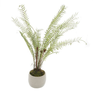 White Potted Boston Fern_5925