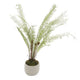 White Potted Boston Fern_5925