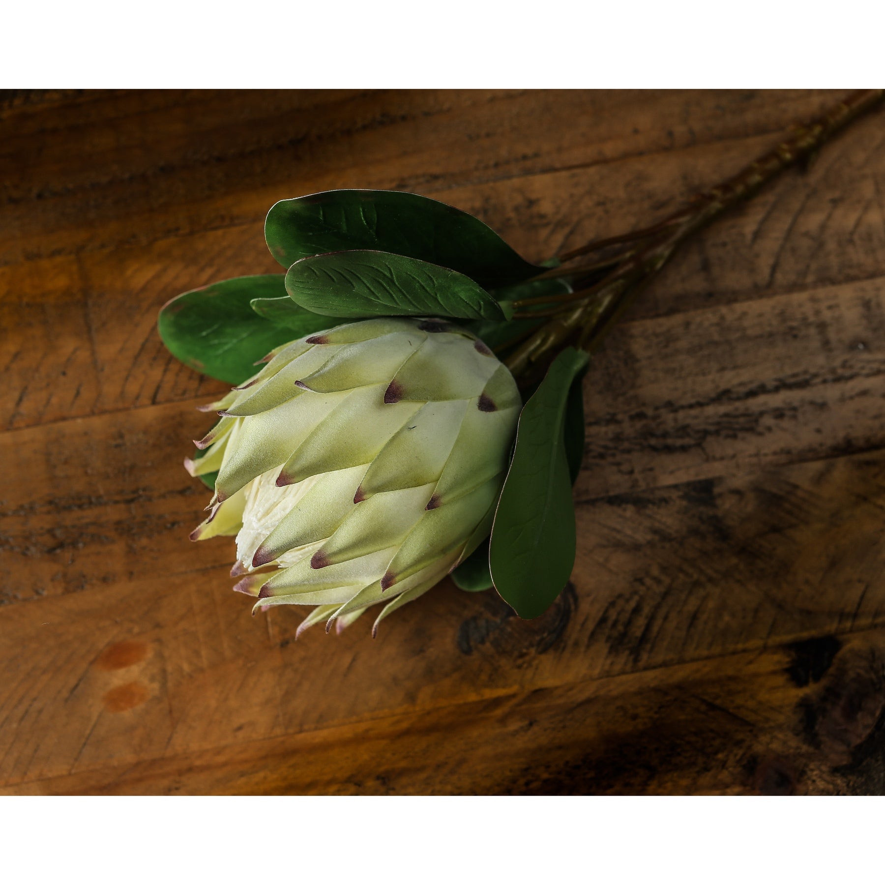 Large White Protea_5170