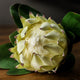 Large White Protea_5169