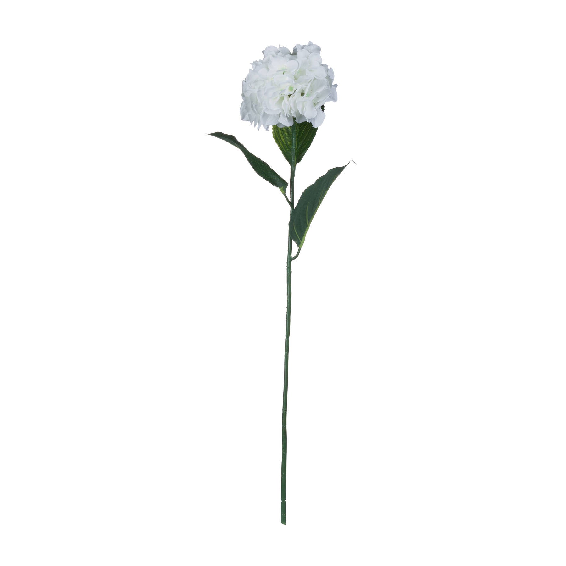 White Small Head Hydrangea_5941