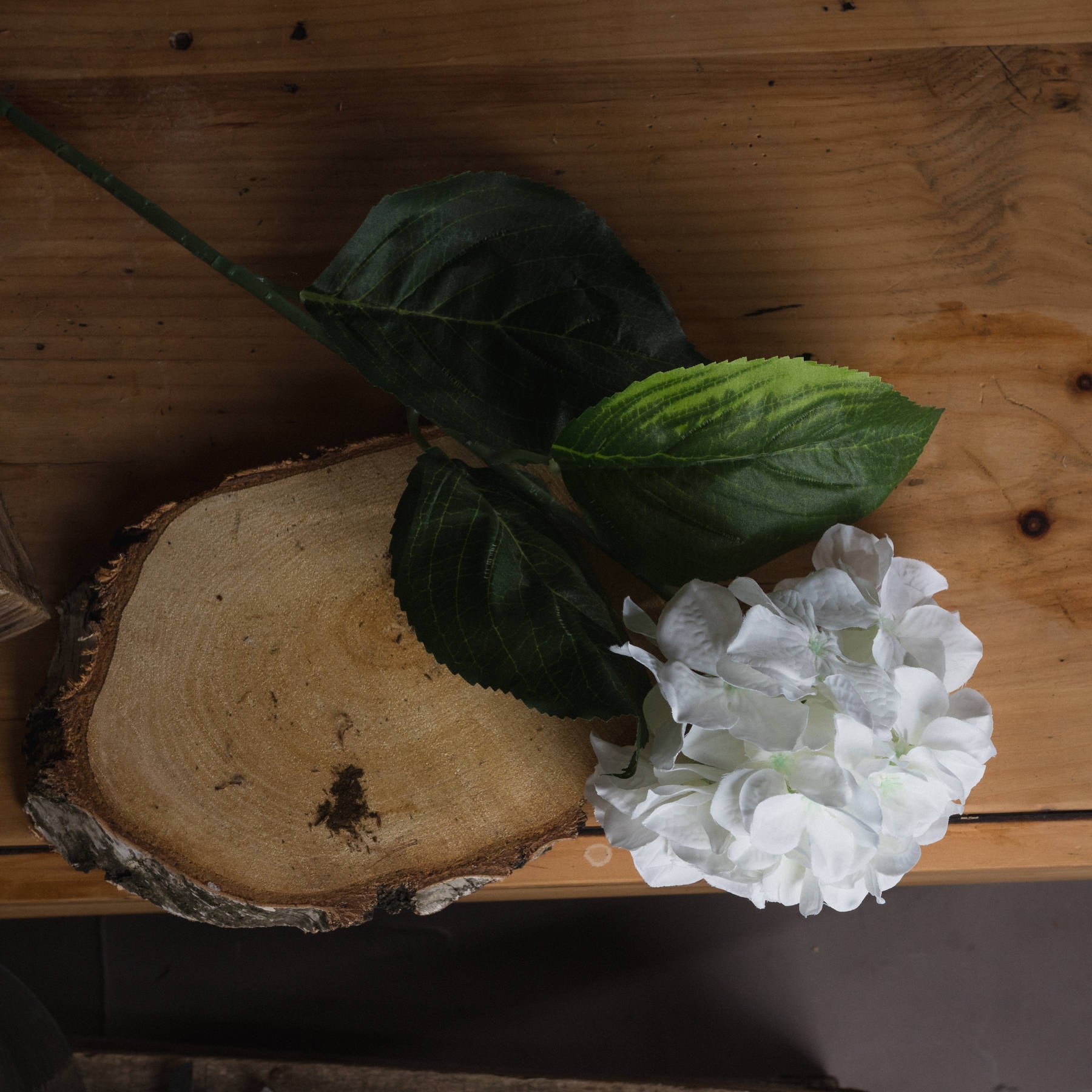 White Small Head Hydrangea_5938