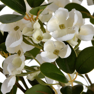 White Spring Mock Orange Flower_5946
