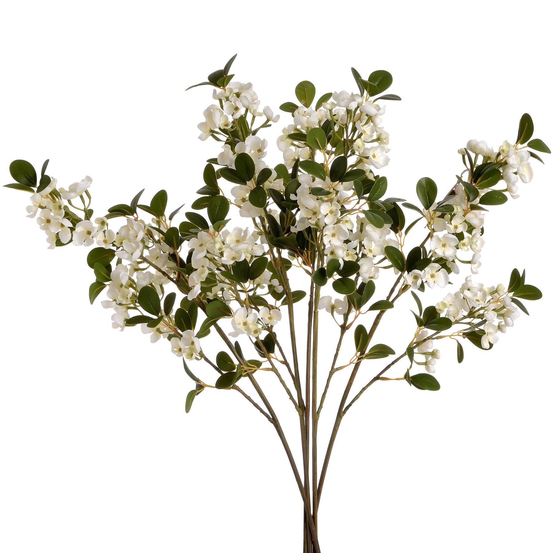 White Spring Mock Orange Flower_5945