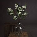 White Spring Mock Orange Flower_5942