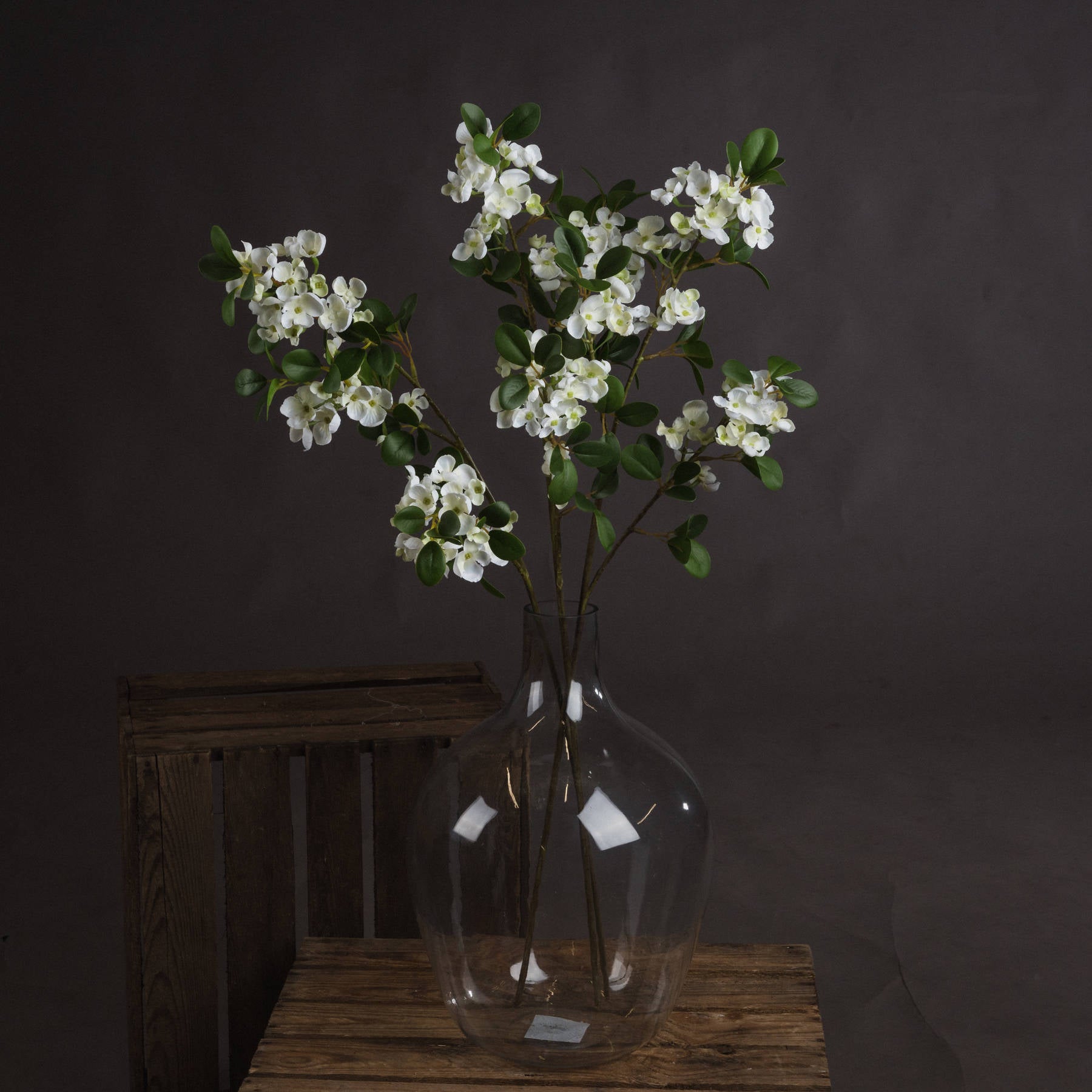 White Spring Mock Orange Flower_5942