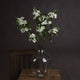 White Spring Mock Orange Flower_5942