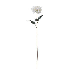The Natural Garden Collection Dahlia_5674